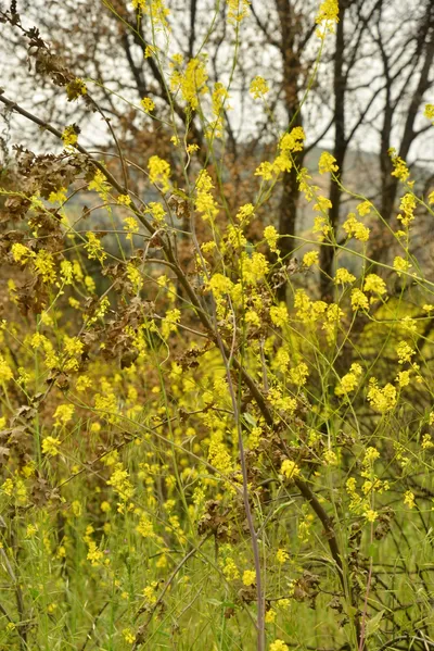 DSC_6279 (Large).JPG